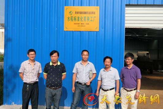 天长先锋网-张铺镇魏桥种植专业合作社水稻标