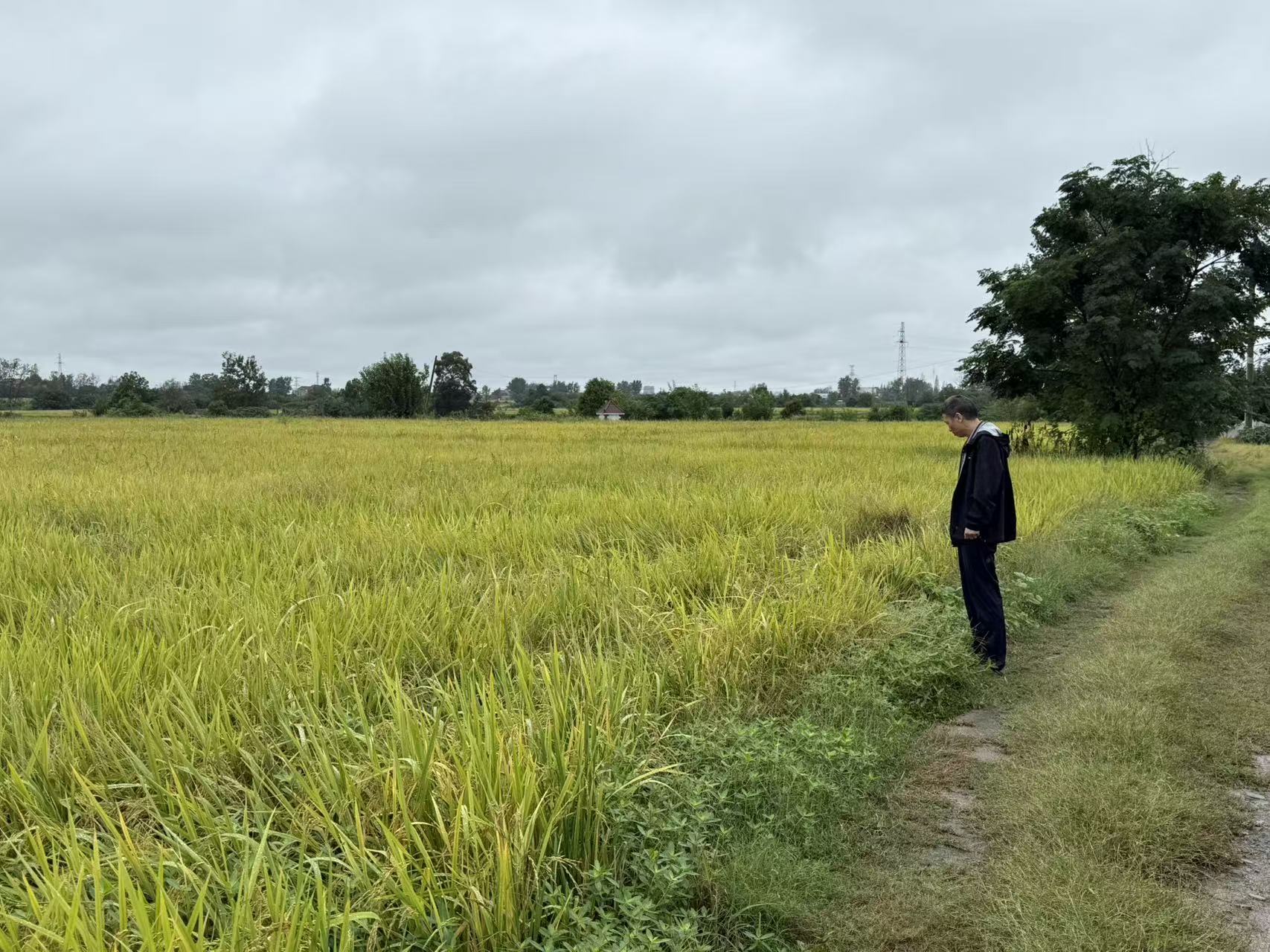 深入田间地头 护航秋粮丰收